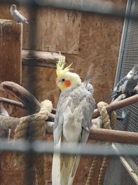 calopsittes 0 67230 Witternheim