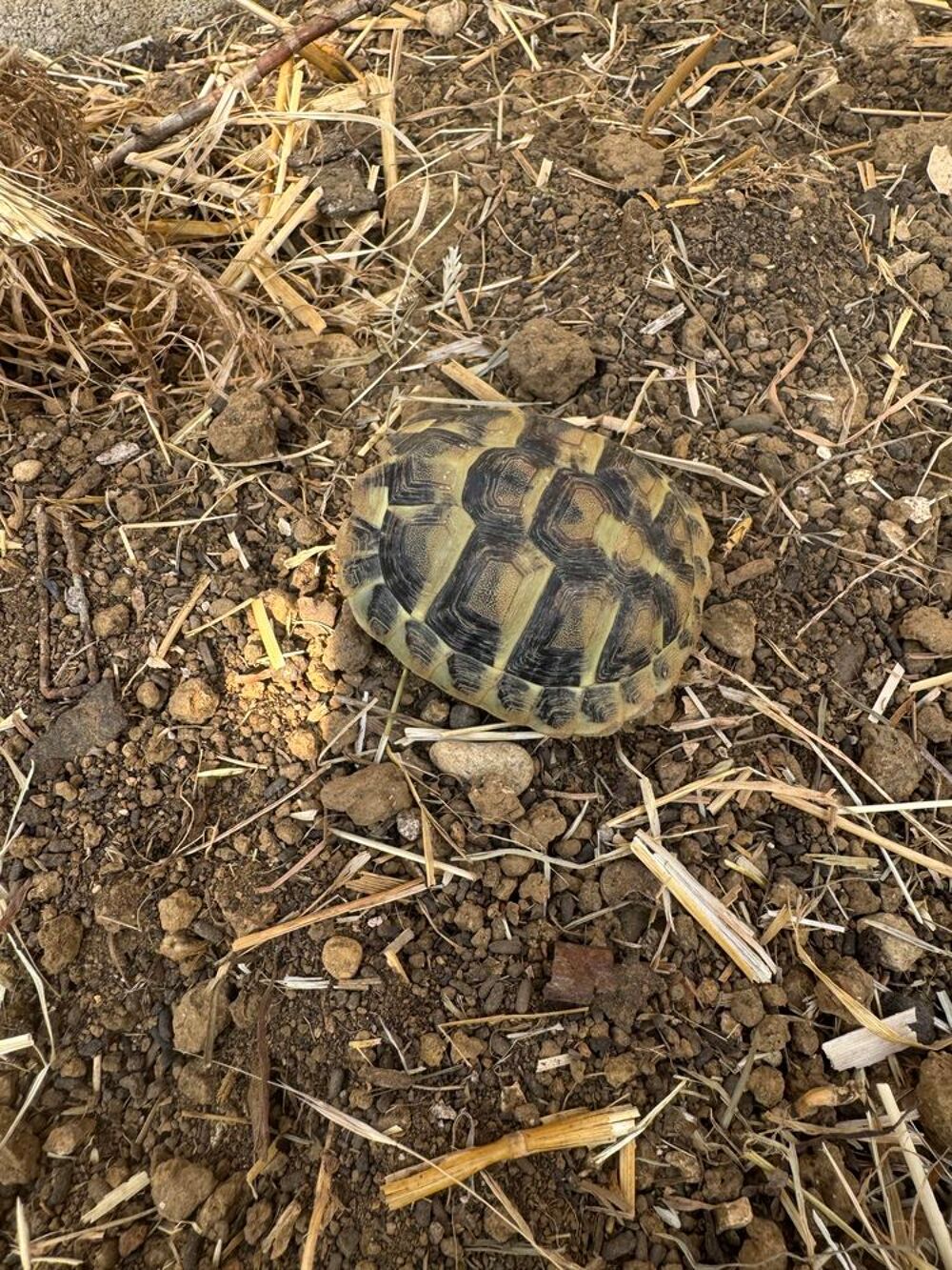 tortue de terre Jardin