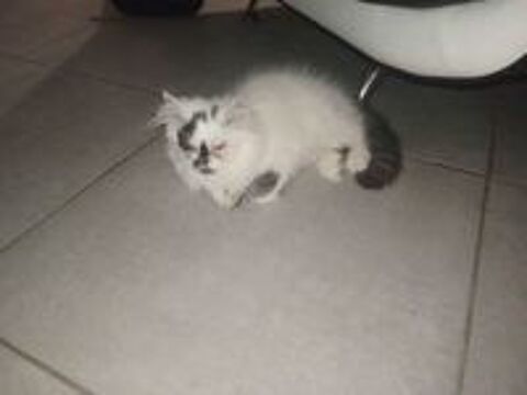   Chaton persan  