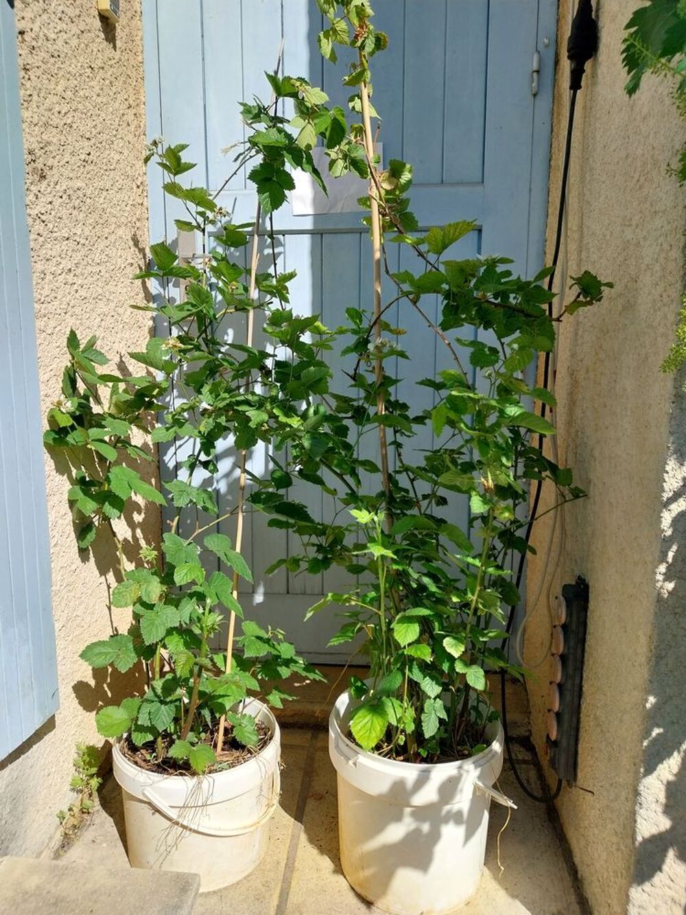 Murier sans epines et a gros fruits en pot de 12 litres Jardin