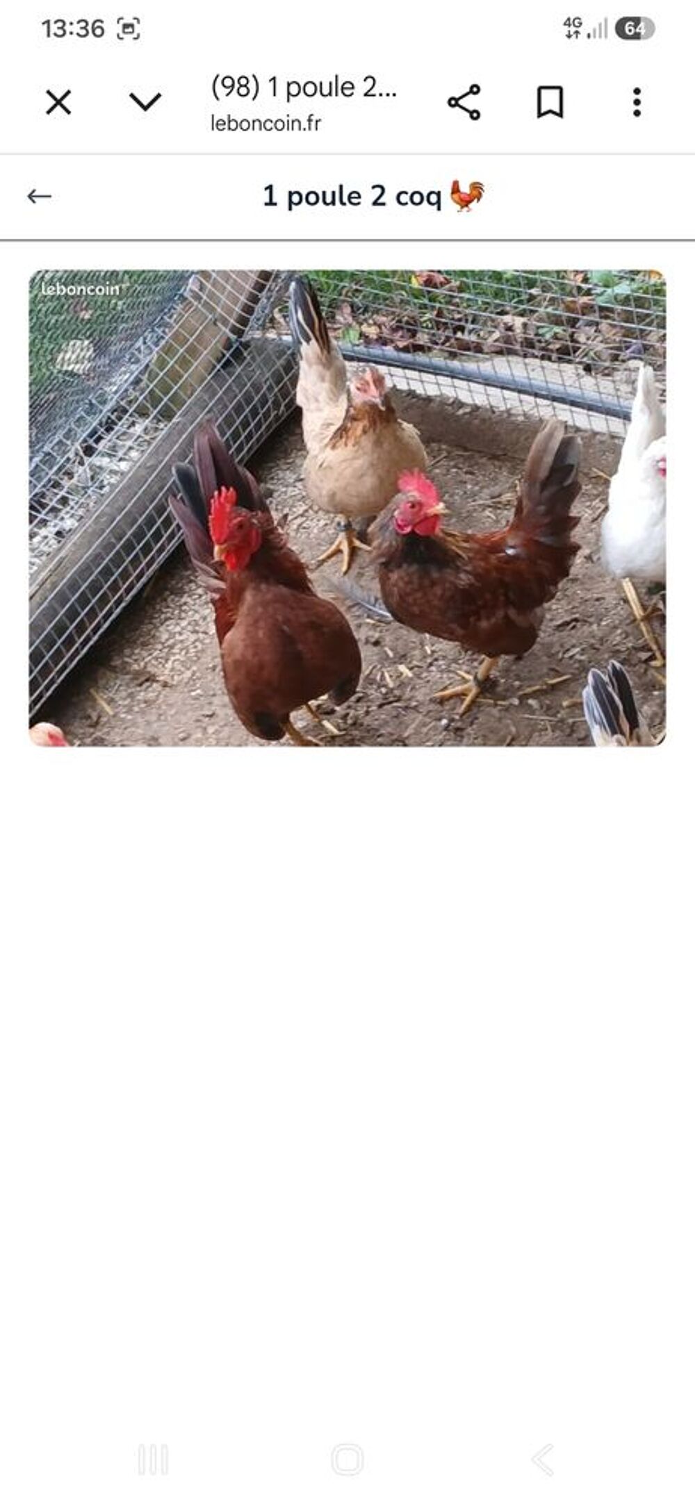   1 poule 2 coqs adlute  de 1 ans  
