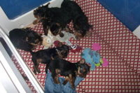   magnifique bebe chiot yorkshire terrier 