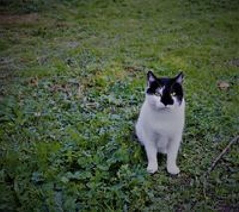   Jojo gentil chat noir et blanc oublie a adopter 