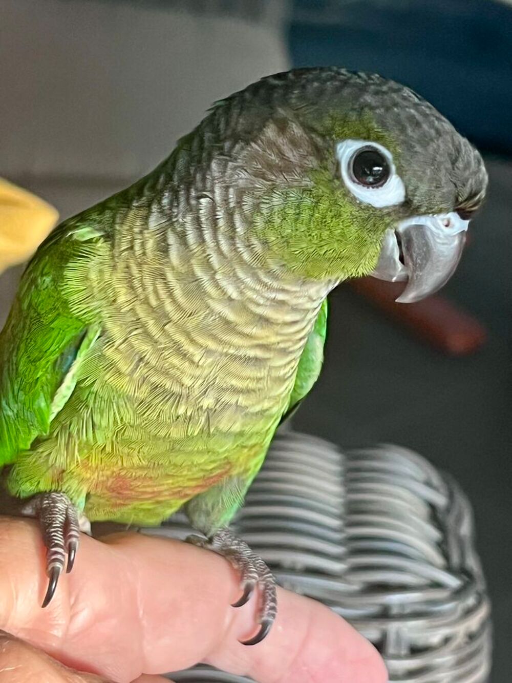   Jeunes conures à joues vertes mâle ou femelle élevées main 