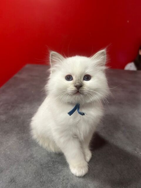chatons Sacr&eacute; de Birmanie Lilac Point LOOF 1100 45320 Courtenay