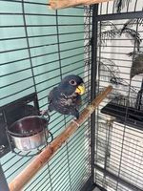   Pionus chalcopterus ou pione à aile de bronze EAM 