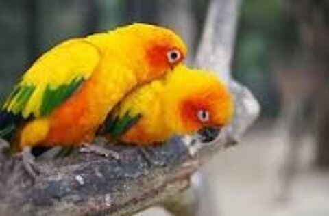 Conure Soleil 400 53200 Chteau-gontier
