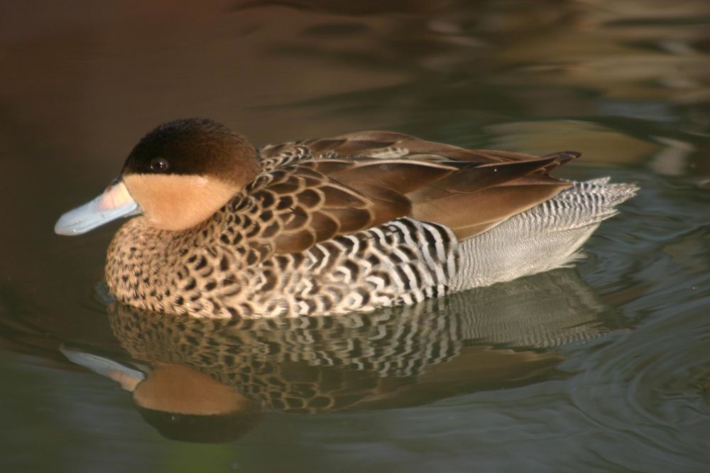  canards sarcelles VERSICOLORE ou sarcelle bariolée 
