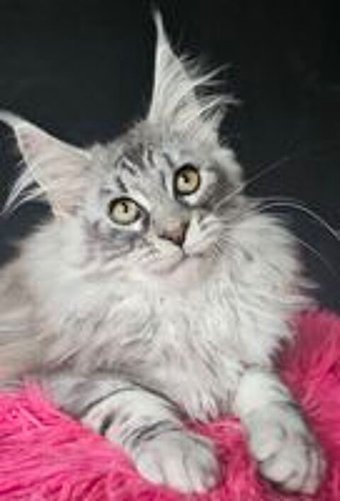   Magnifiques chatons Maine Coon loof, LIVRAISON 