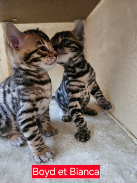Chatons bengal LOOF 1490 59150 Wattrelos
