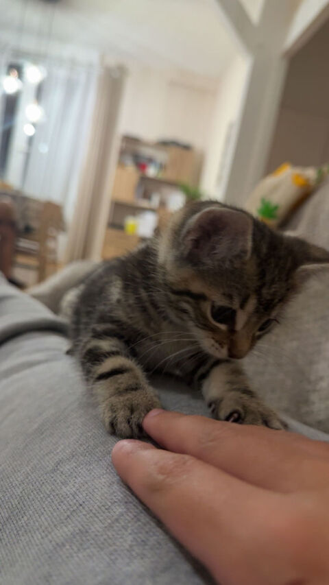 Garde d'animaux par un futur &eacute;tudiant v&eacute;t&eacute;rinaire 0 91210 Draveil