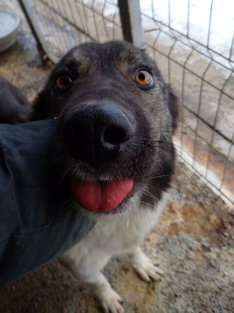 Noum&eacute;a &agrave; l'adoption 300 69007 Lyon