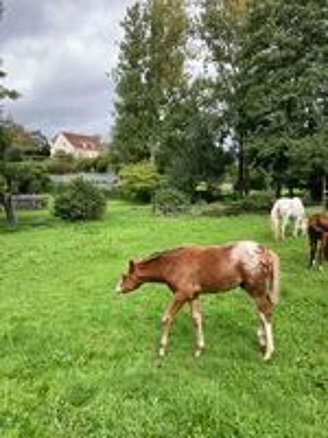   M�le DSA de couleur 