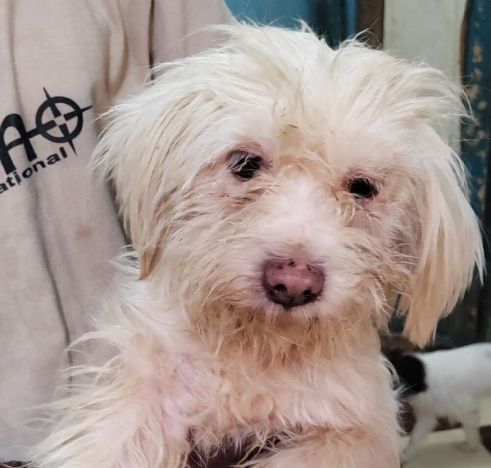   MOLLY FEMELLE NON ST�RILIS�E 5ANS A SAUVER D'�GYPTE ADOPTION SEULEMENT  