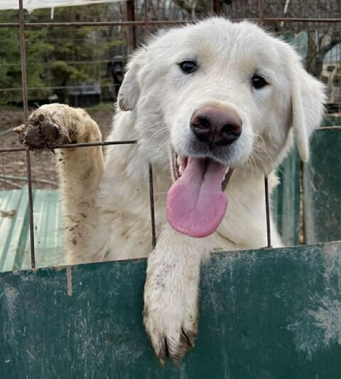 ALASKA crois&eacute; golden BBS 1 an 300 37100 Tours