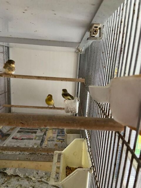 1 couple de canaris Gloster 40 35400 Parame