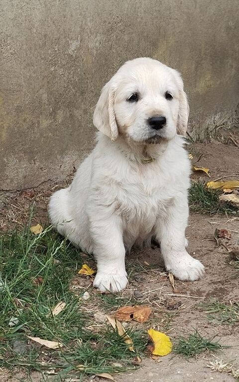   Chiots golden mâles 890 72330 Parign-le-plin
