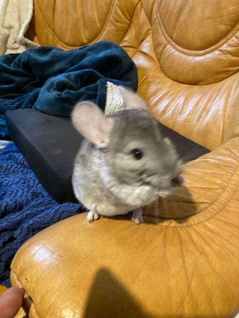 Chinchillas femelles 80 12580 Villecomtal