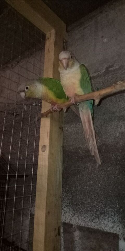  Mâle Conure de Molina   EAM 250 85140 Chauch