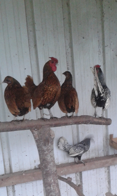 coq sébright doré 0 87620 Sreilhac