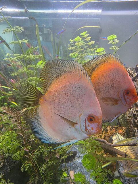 Discus Poisson d'aquarium Amazonien 100 14120 Mondeville