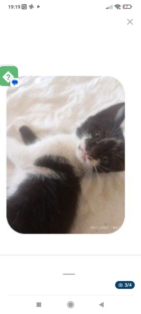 Donne chaton contre bon cherche une gentille famille 0 31470 Saint-lys
