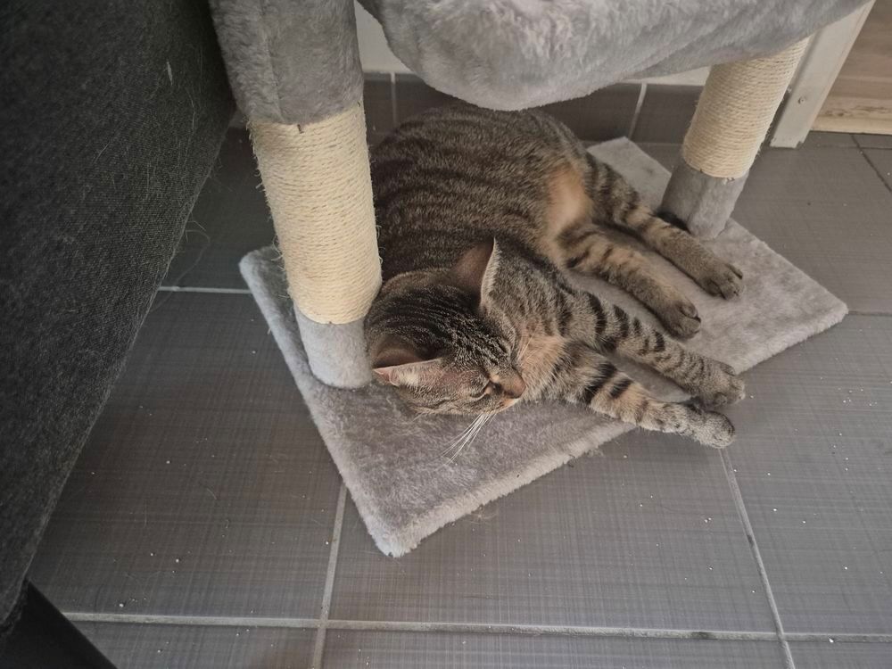   chatte de 2 ans Européenne stérilisée et vaccinée
