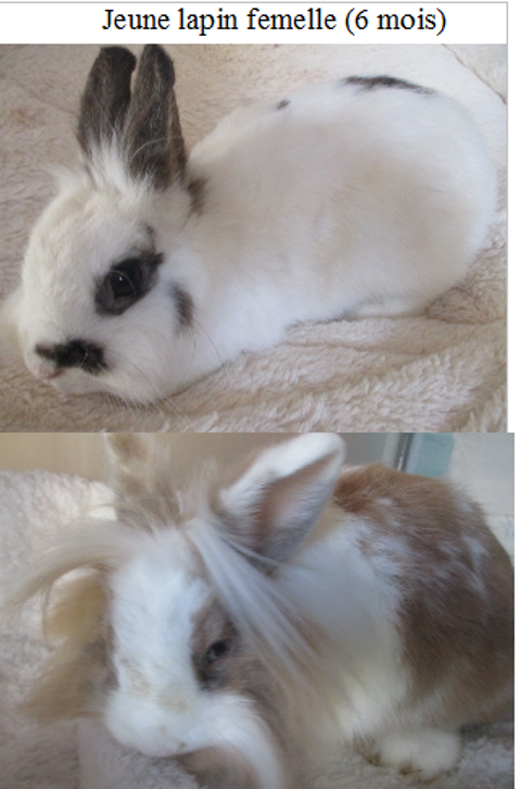 jeune lapine 20 18340 Levet