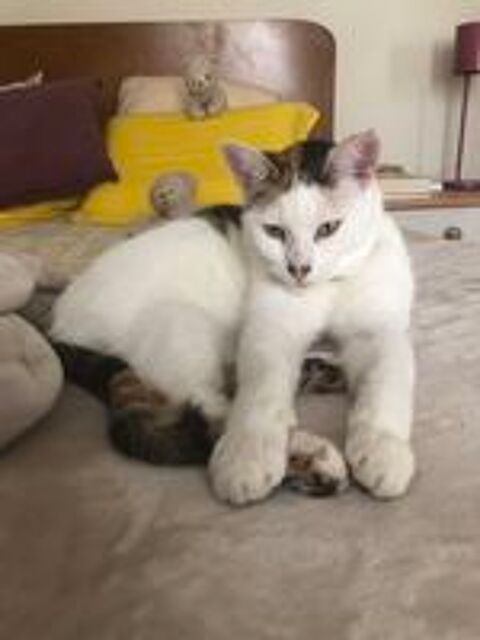   Une super famille pour Automne, adorable chatte de 3 ans  