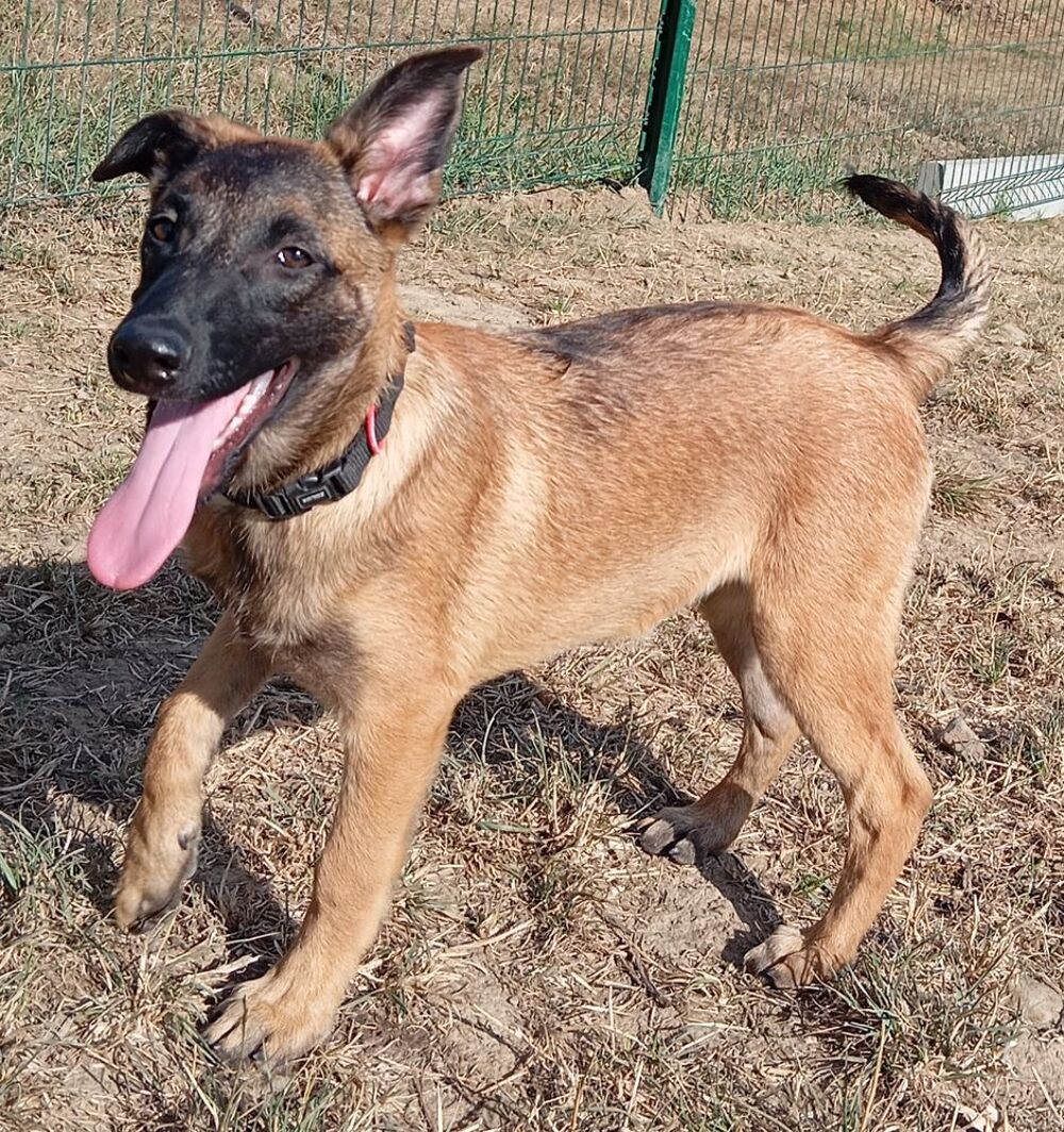   chiots malinois 