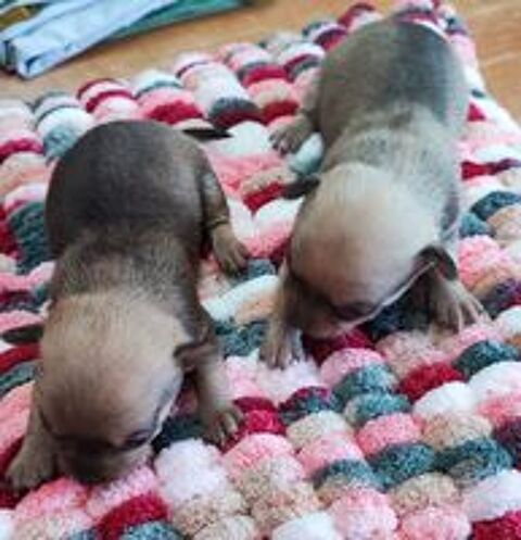   2 males / 2 femelles a reserver 