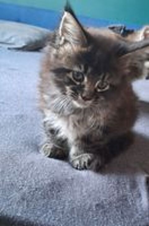   Maine Coon non loof 