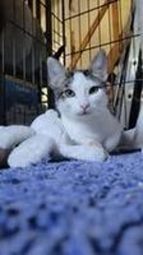   Chat TOKYO à l adoption 
