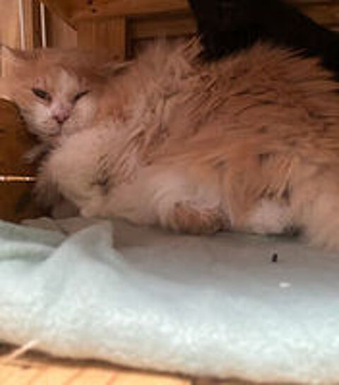   Carpette  