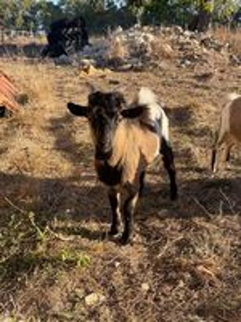   Jeune bouc nain tricolore non-castré ? Vif, curieux et en pl 
