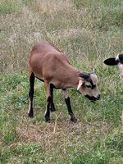   Mouton du cameroun  