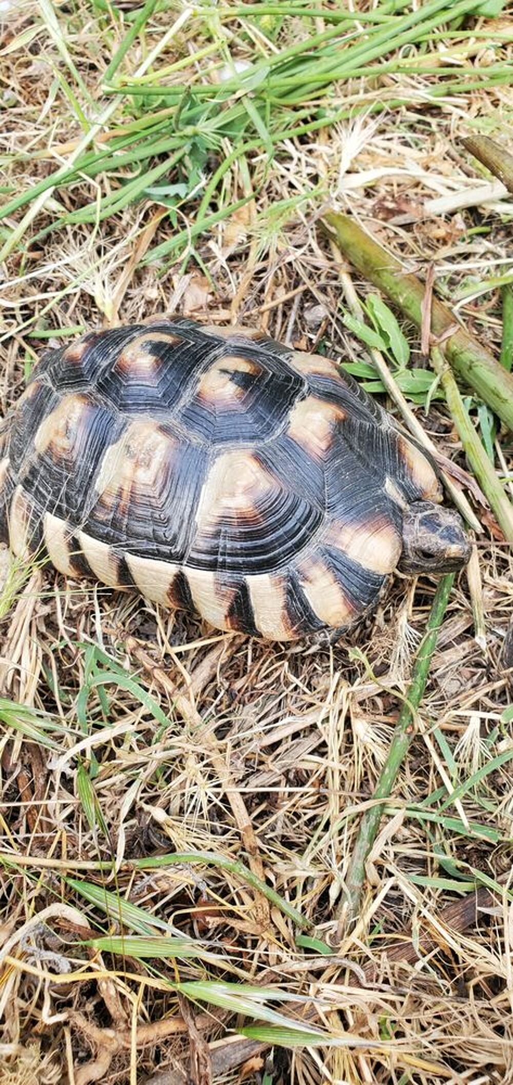   Marginata mâle et femelle  14 ans 