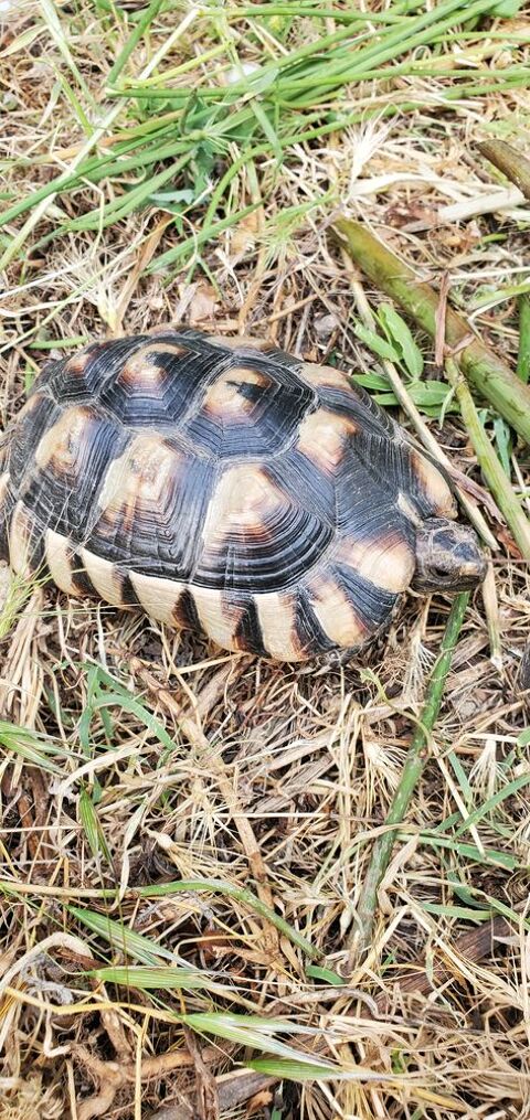 Marginata m&acirc;le et femelle  14 ans 280 30250 Aspères