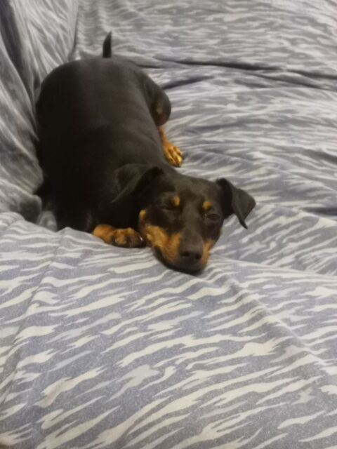 Pinscher moyenne 0 51100 Reims