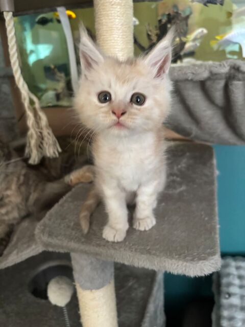 Chaton Maine coon loof 1200 59221 Bauvin