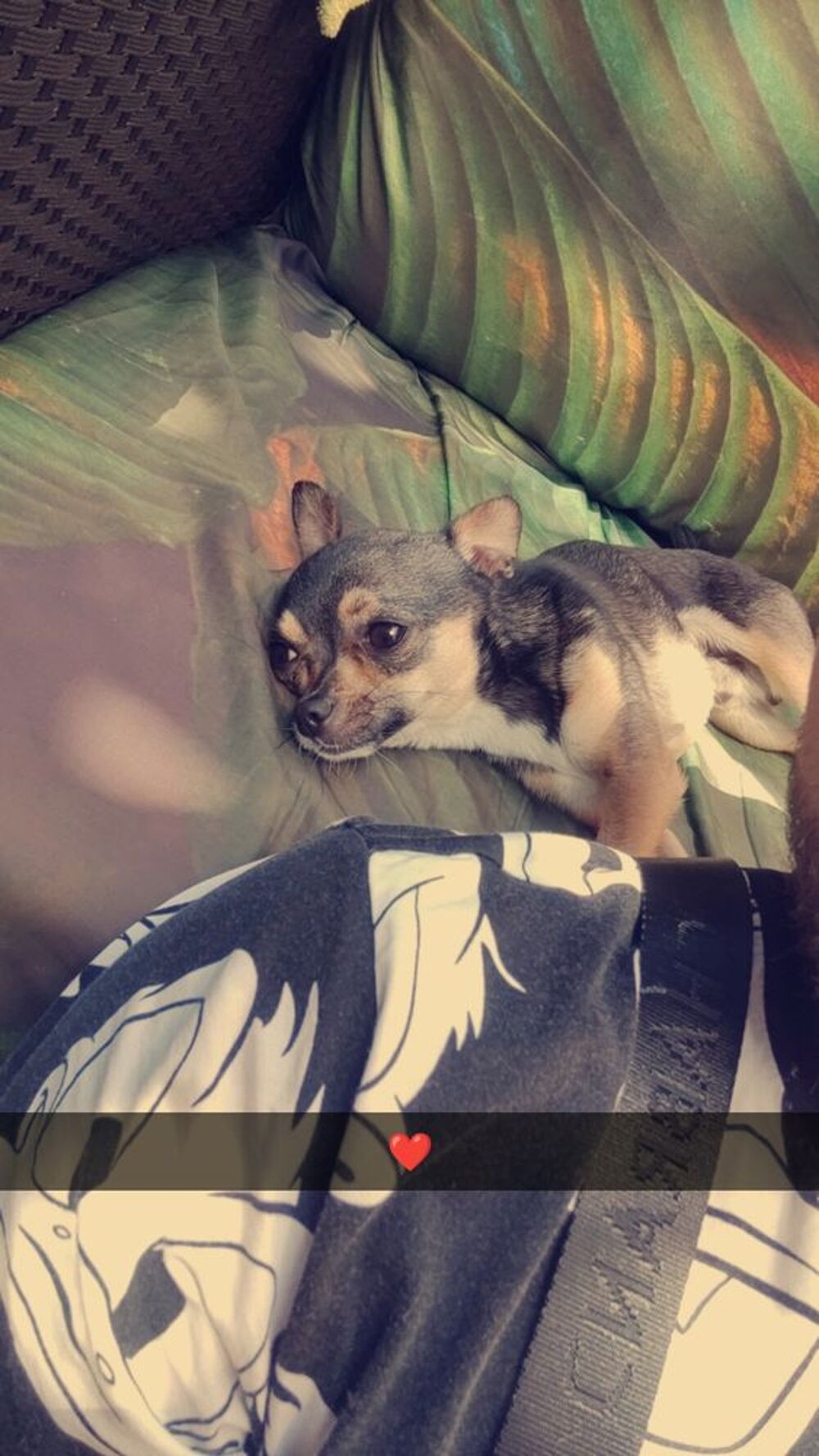   Cherche un don de chiot mâle ou femelle peut m'importe  