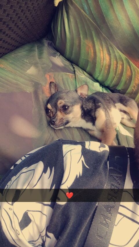 Cherche un don de chiot m&acirc;le ou femelle peut m'importe 200 13700 Marignane