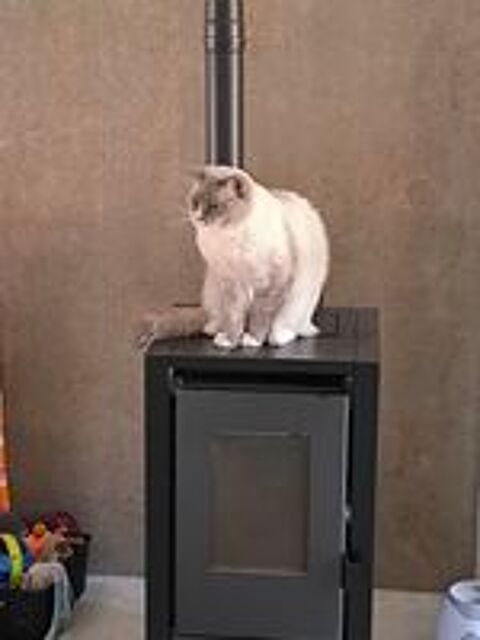   Ragdoll 