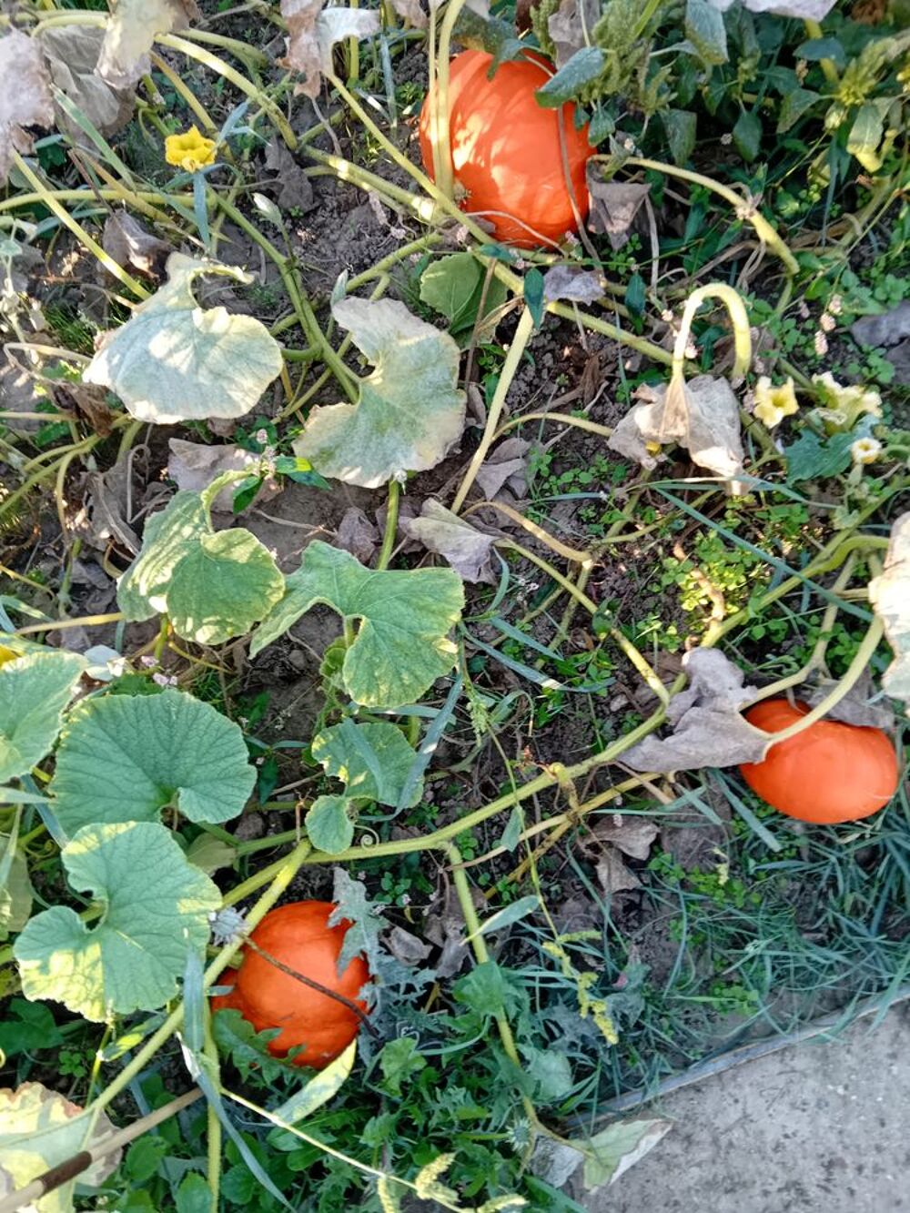Courge orange jardin Jardin