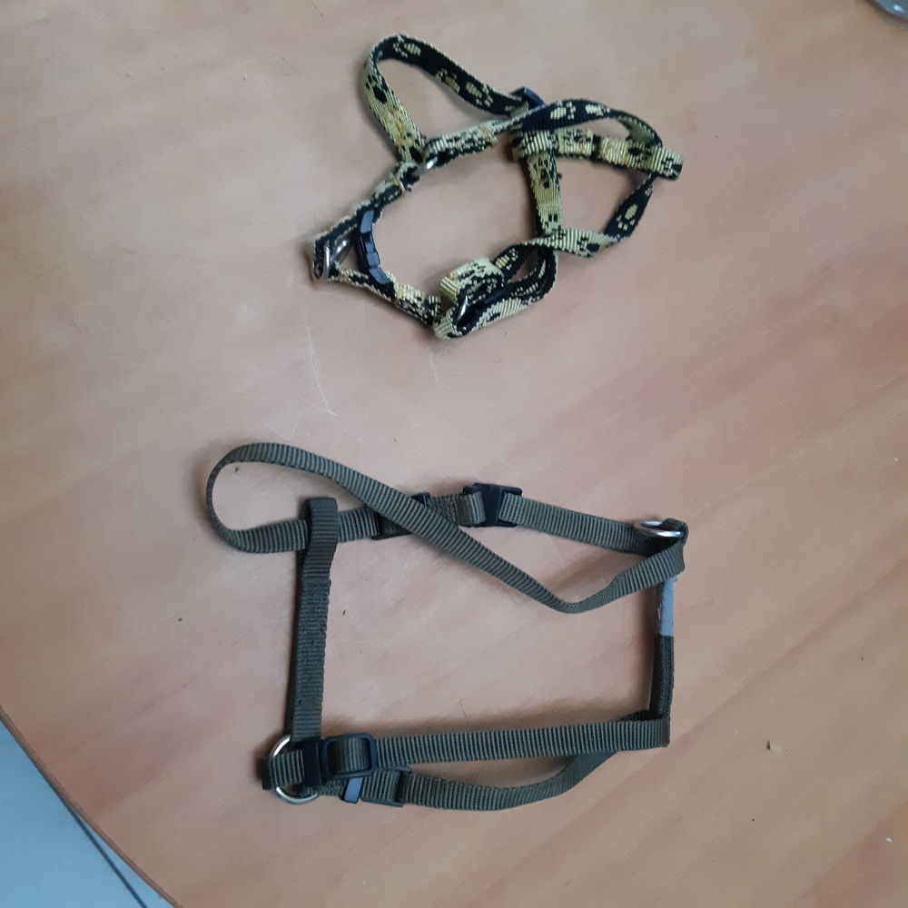 Harnais pour chat ou petit chien Sports
