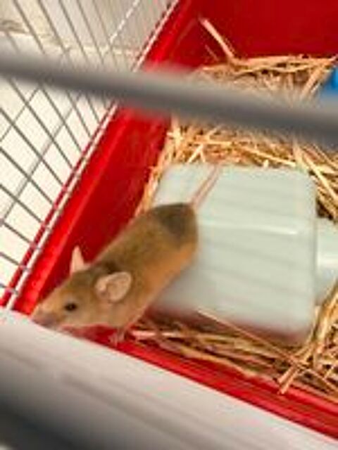   Don souris domestique - Paris 15e 