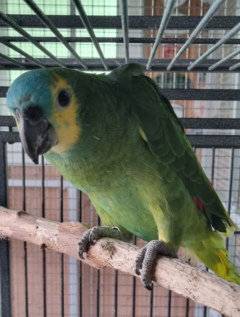 1/1 amazone a front bleu adulte 800 22400 Lamballe