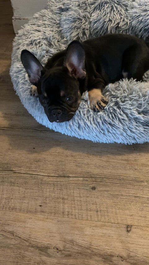 Chiot bouledogue fran&ccedil;ais  1000 38130 �chirolles