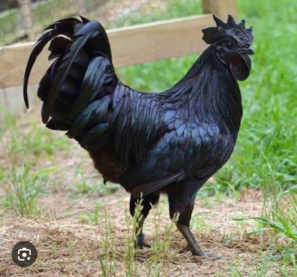 coq de cemani 