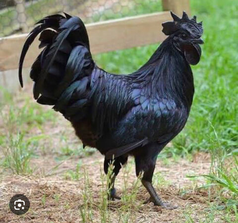coq de cemani 20 Ruffec (16)